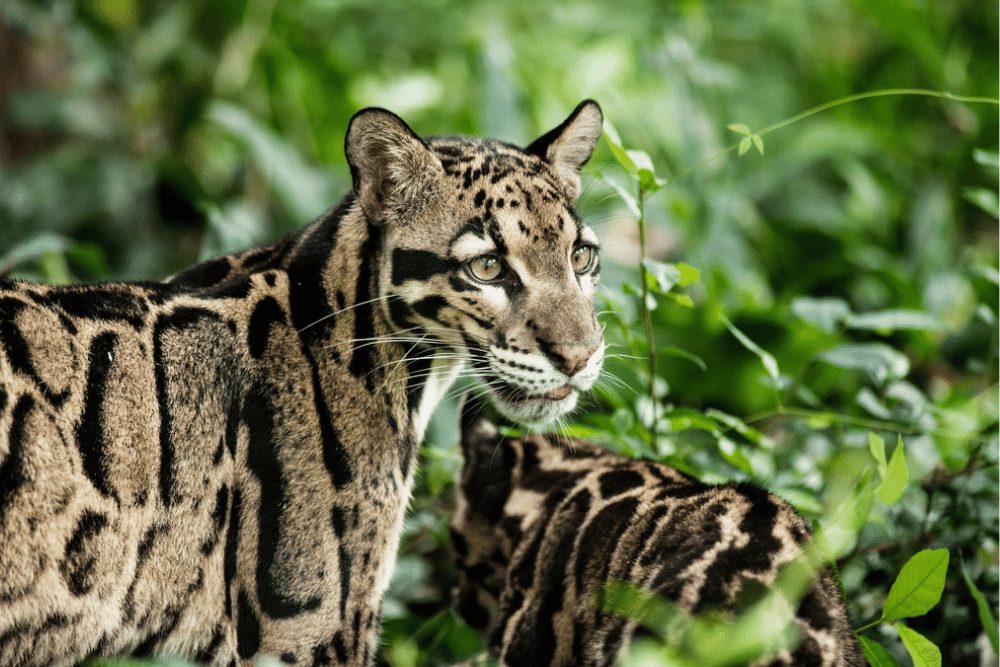 Clouded Leopard Facts CRITTERFACTS