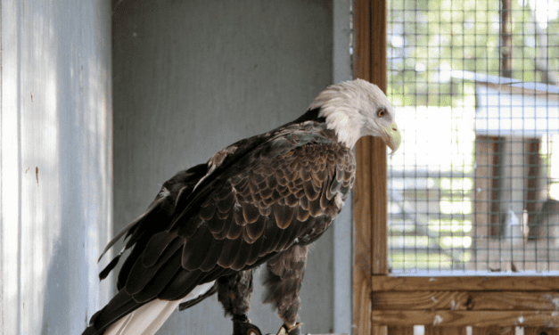 Rehabilitators helping Hurt WildLife Near You