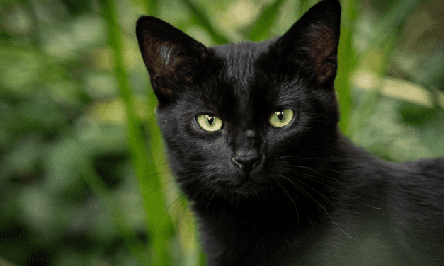 The unfortunate reality of outdoor cats