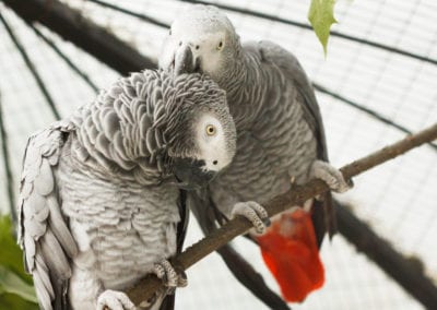 Two African grey parrots in love kiss each other while perched on a tree