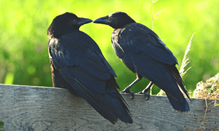 Are you smarter than a crow?