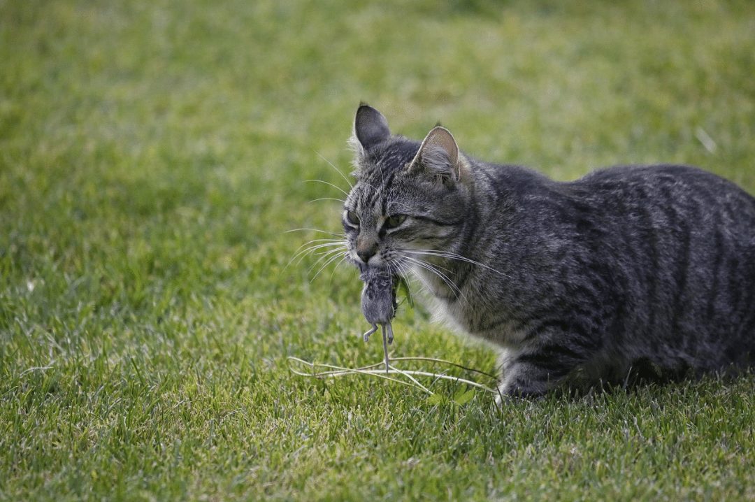 cat with mouse in mouth
