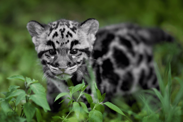 clouded-leopard-facts-critterfacts