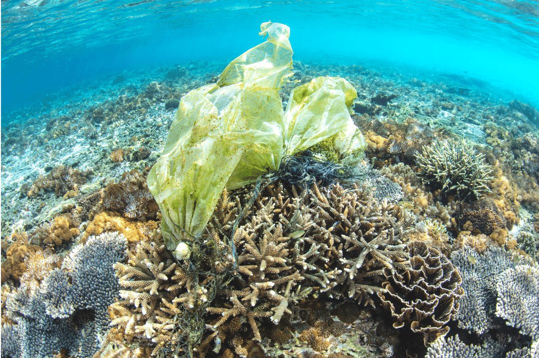 coral reef dying from plastic