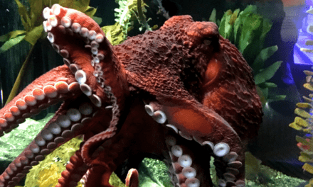 How aquariums house and care for octopuses