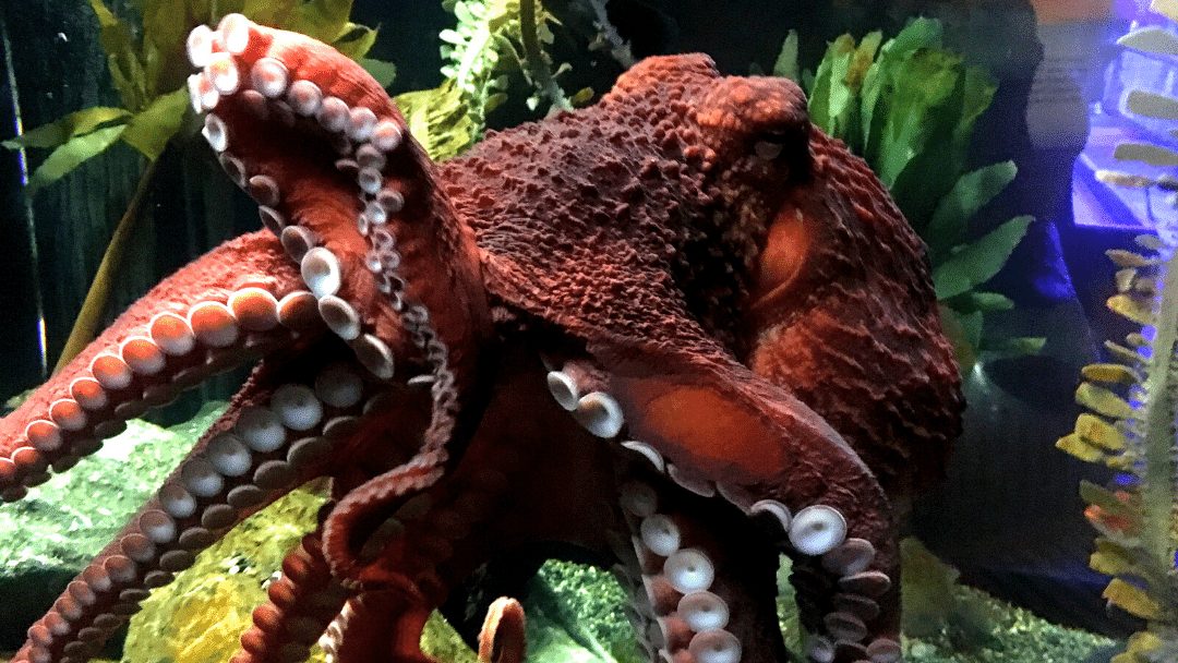 How Aquariums House And Care For Octopuses CRITTERFACTS   How Aquariums House And Care For Octopus 