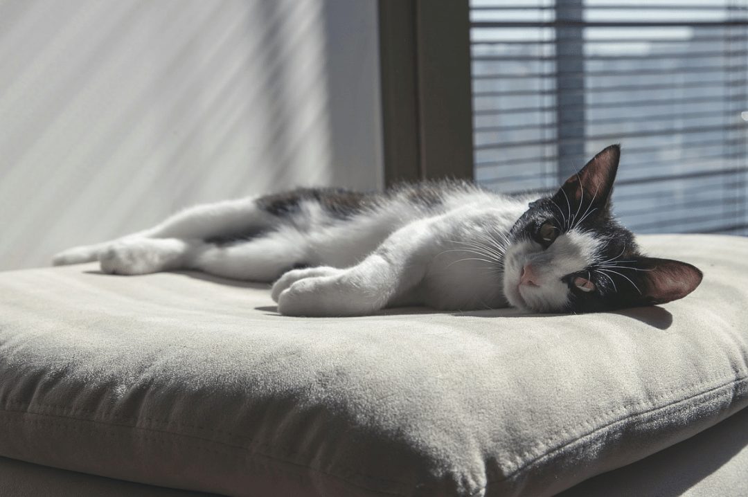 indoor cat laying on a pillow