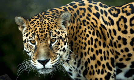 My encounter with a wild jaguar