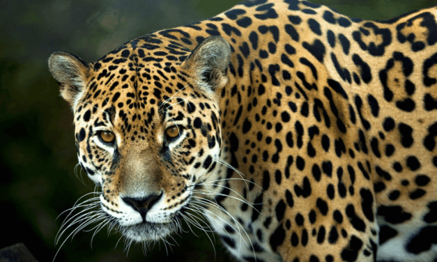 My encounter with a wild jaguar