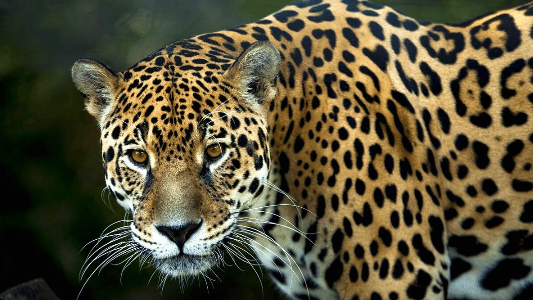 My encounter with a wild jaguar | CRITTERFACTS