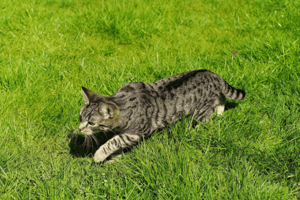The unfortunate reality of outdoor cats - CRITTERFACTS
