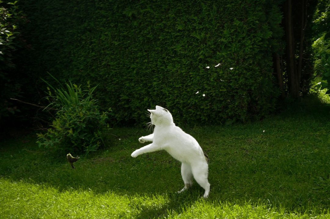 outdoor cat hunting a bird