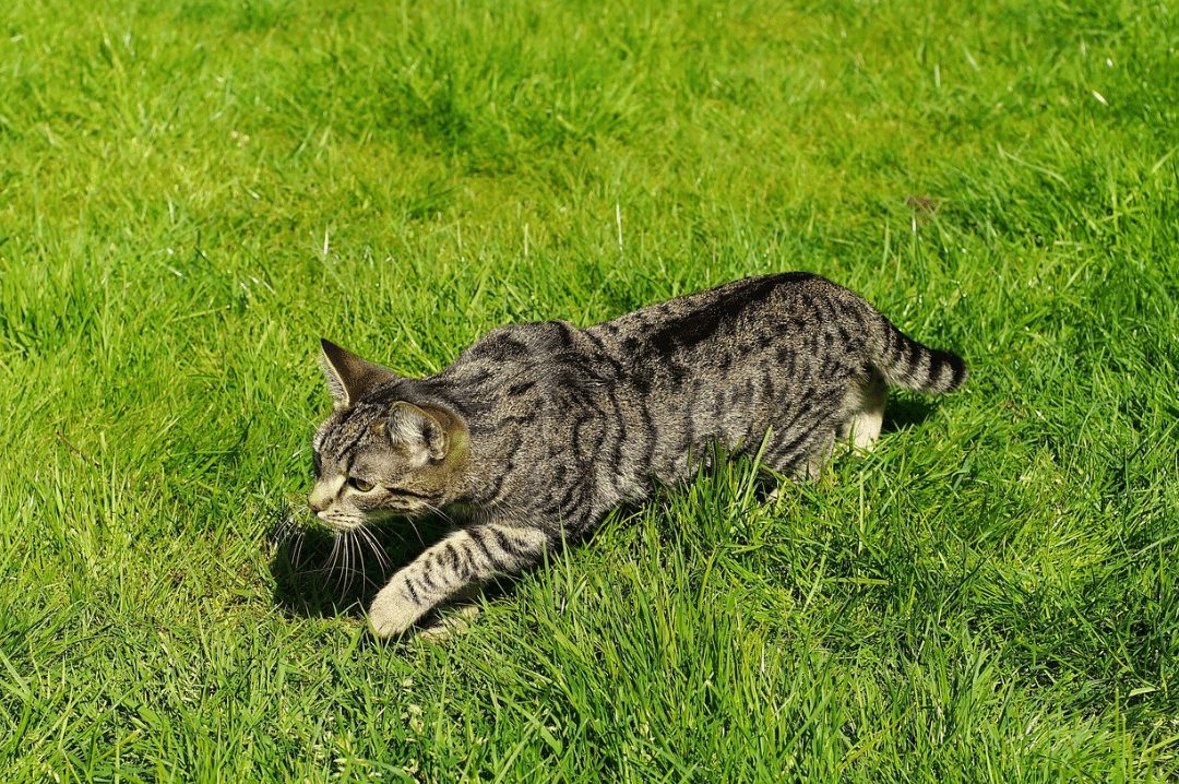 outdoor cat hunting
