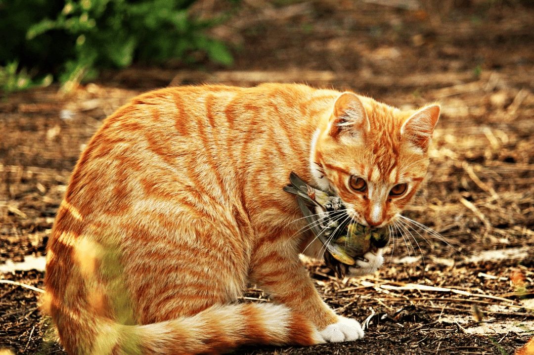 outdoor cat with bird in its mouth