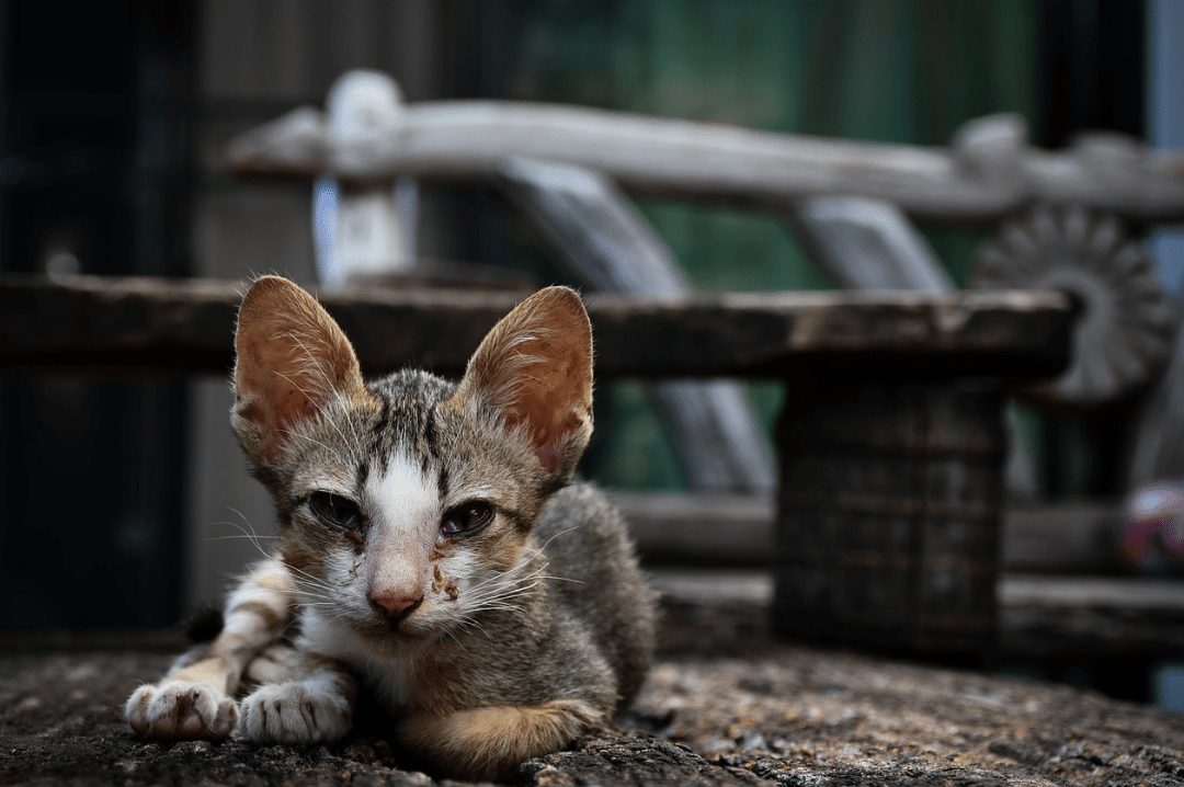outdoor cat