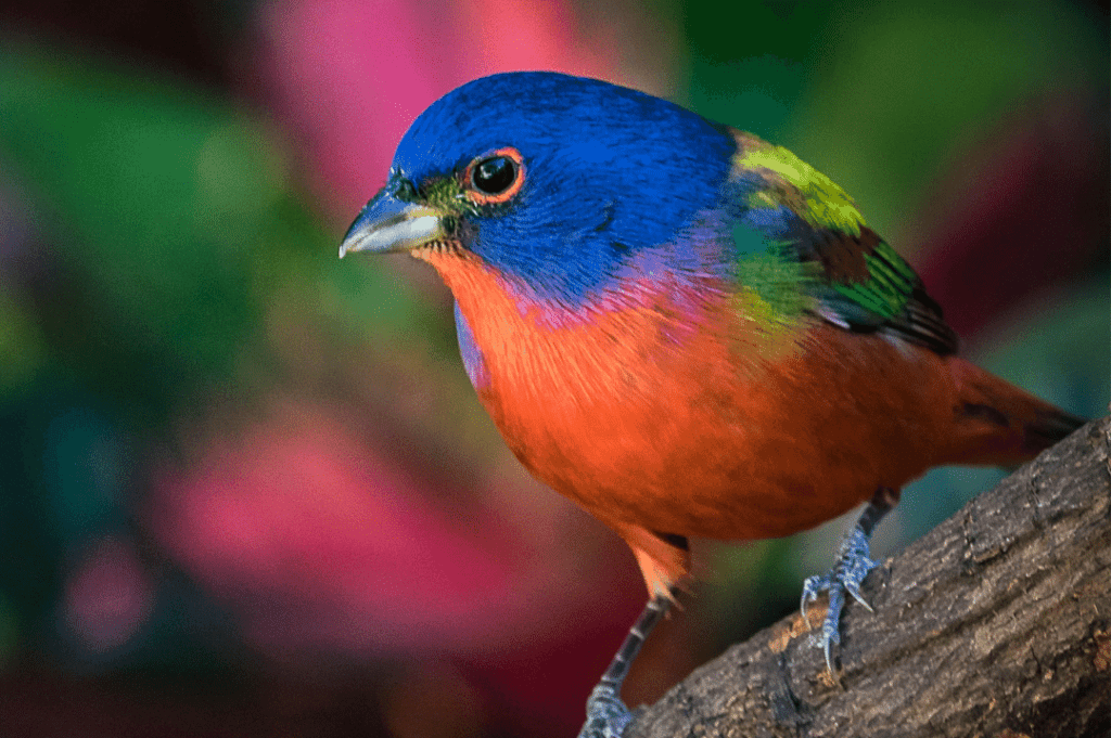 Enchanted Rock State Natural Area - CRITTERFACTS