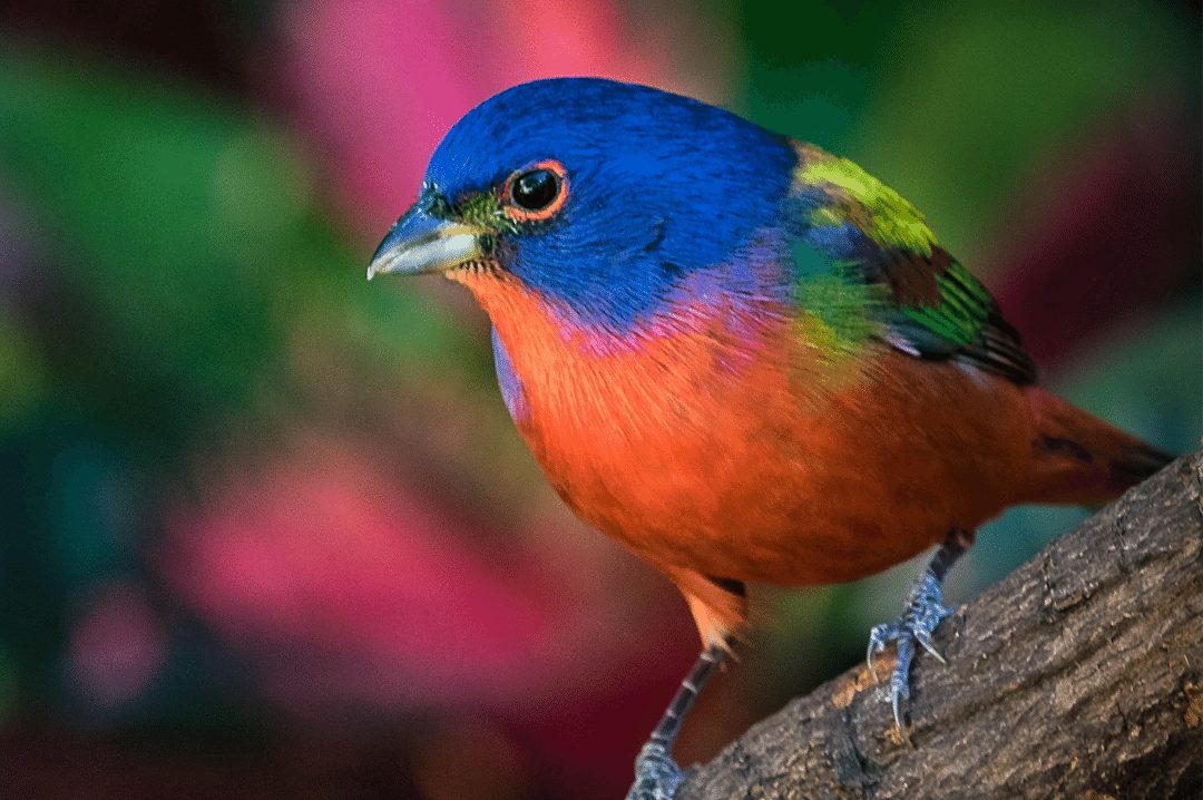 painted bunting