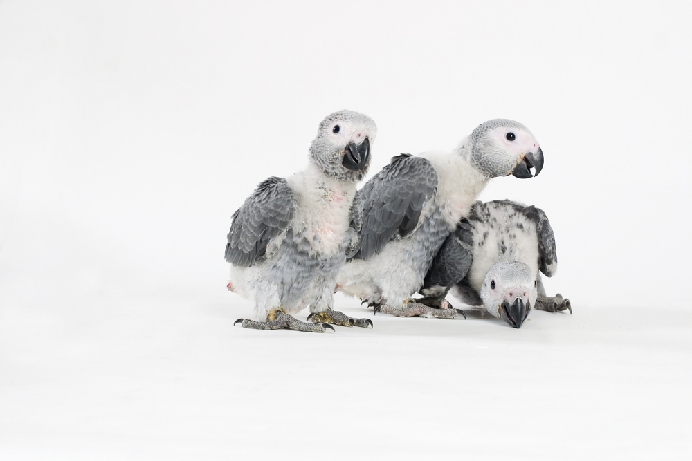 three african grey chicks