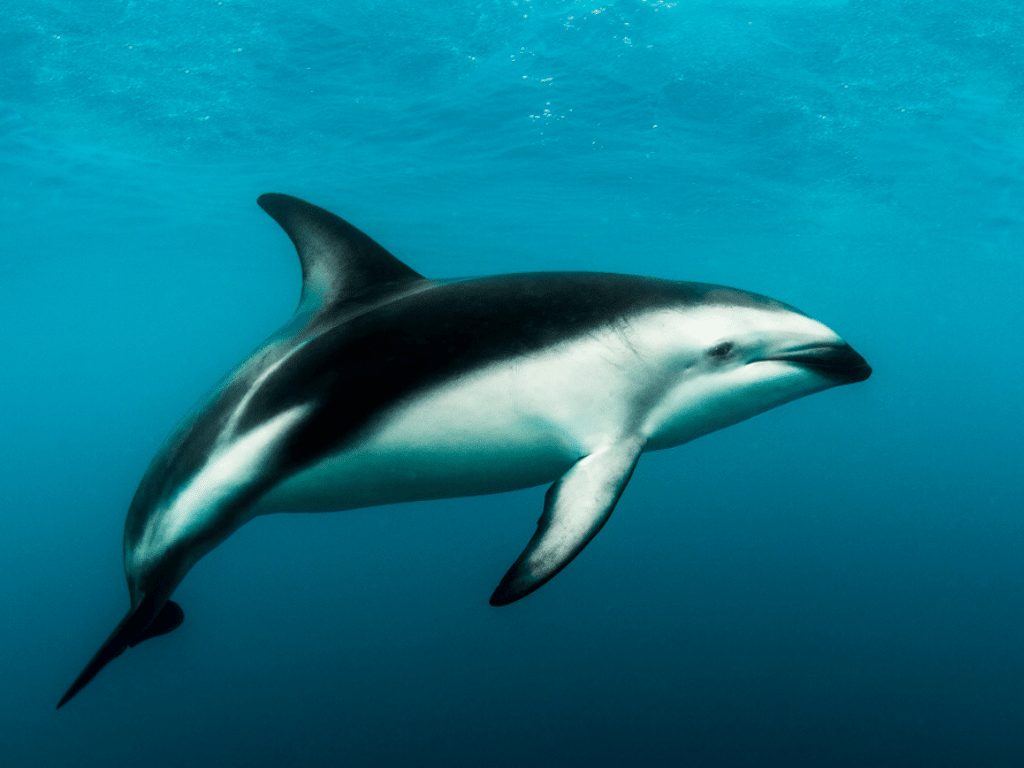 Dusky Dolphin Facts - CRITTERFACTS