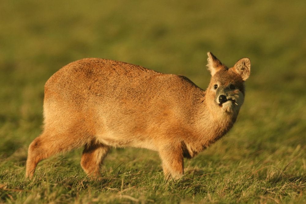 chinese-water-deer-facts-critterfacts