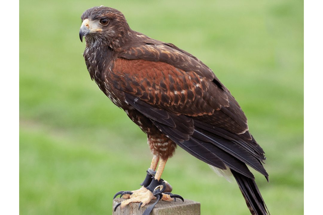 A captive Harris Hawk wearing anklets and jesses