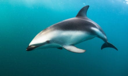 Dusky Dolphin