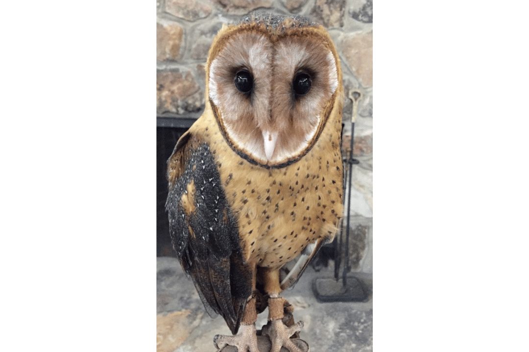 Alabama Wildlife Center’s education Barn Owl