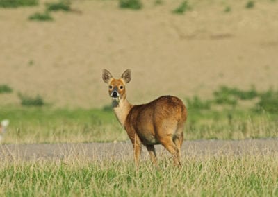 Chinese Water Deer showing tusks