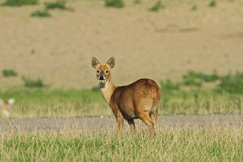 What Is A Chinese Water Deer S Habitat