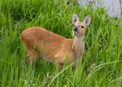 Chinese water deer in long grass looking up