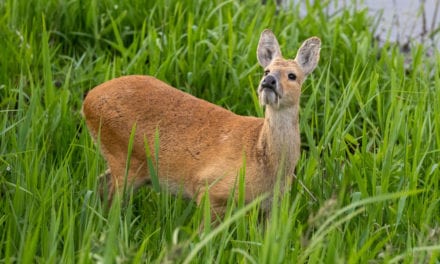 Chinese Water Deer
