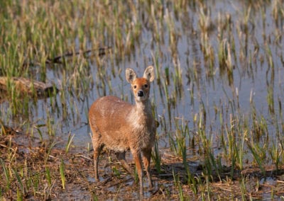 Chinese water deer standing still on wetlands in water