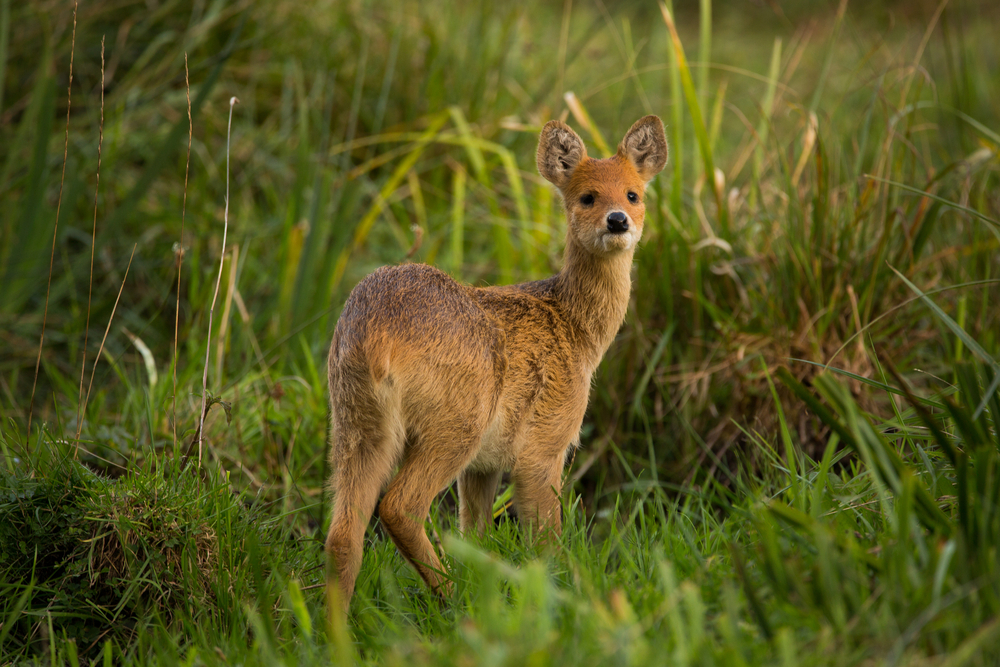 chinese-water-deer-facts-critterfacts