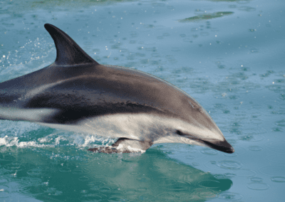 Dusky Dolphin at the Kaikoura Coast
