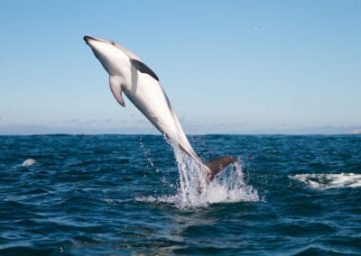 Dusky dolphin jumping high