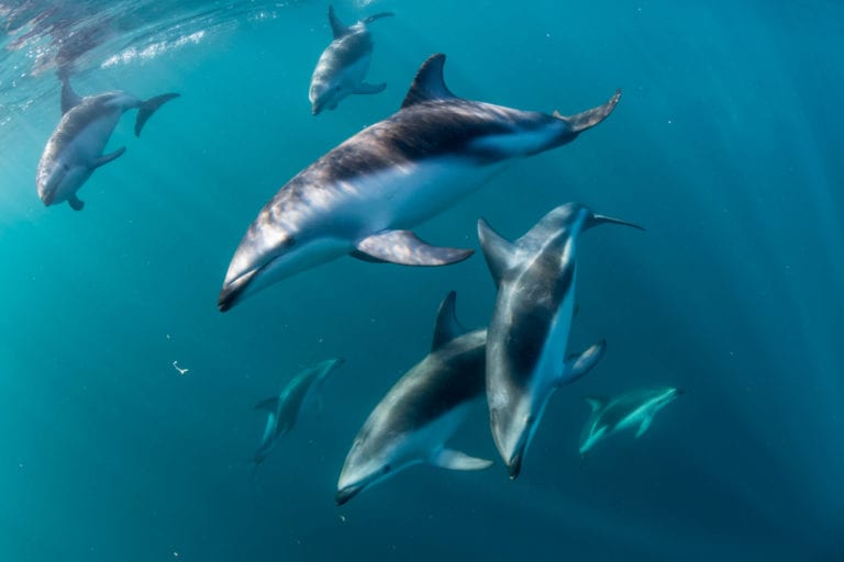 Dusky Dolphin Facts - CRITTERFACTS