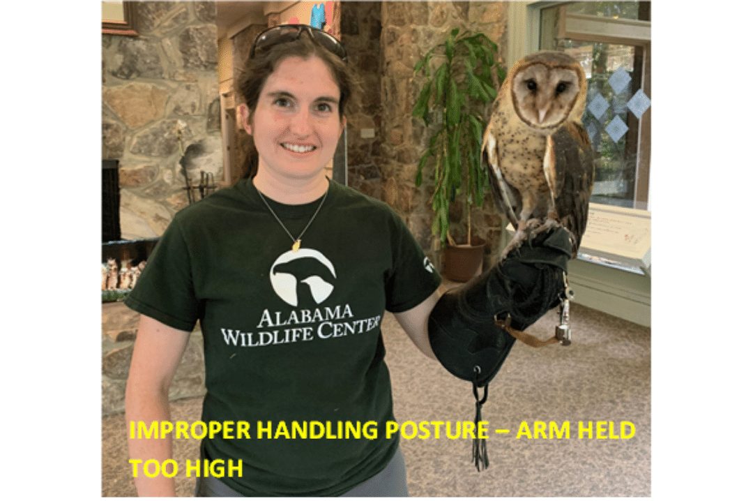Emily Stauss Improper Handling Posture Arm too High