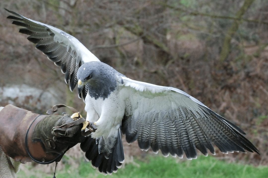 Learning to handle and train raptors can take hundreds to thousands of hours of training