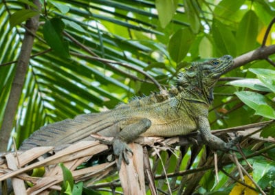 Philippine Sailfin Lizard in vegetation