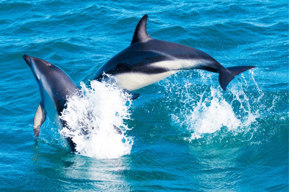 Playful Dolphins at Kaikoura