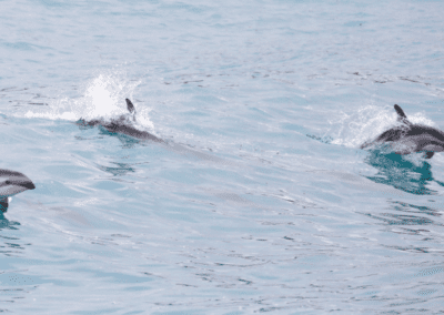Pod of Dusky dolphins jumping at sunset