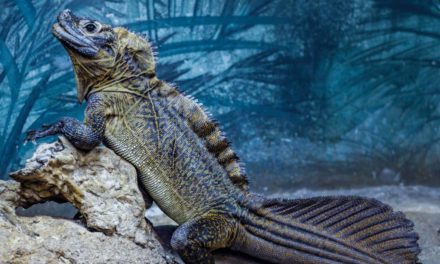 Sailfin Lizard