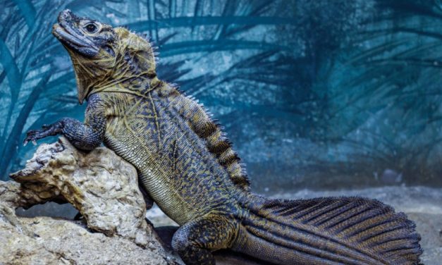 Sailfin Lizard