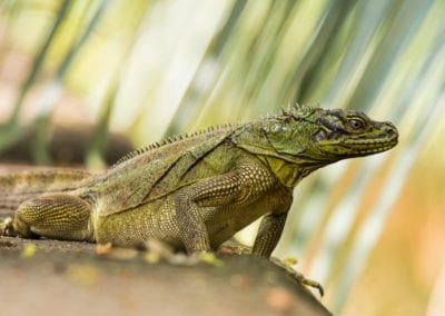 Sailfin Lizard Facts - CRITTERFACTS