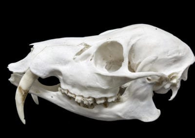 Skull of a Chinese water deer
