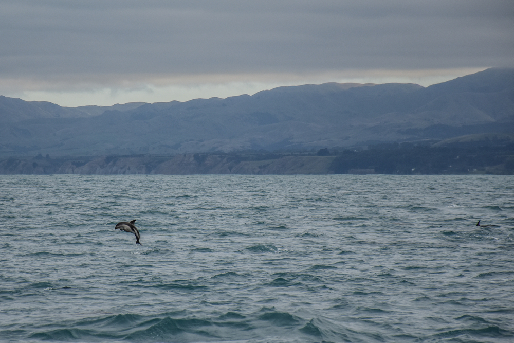 Swimming with the dusky dolphins in Kaikoura