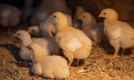 Chicks to Chickens