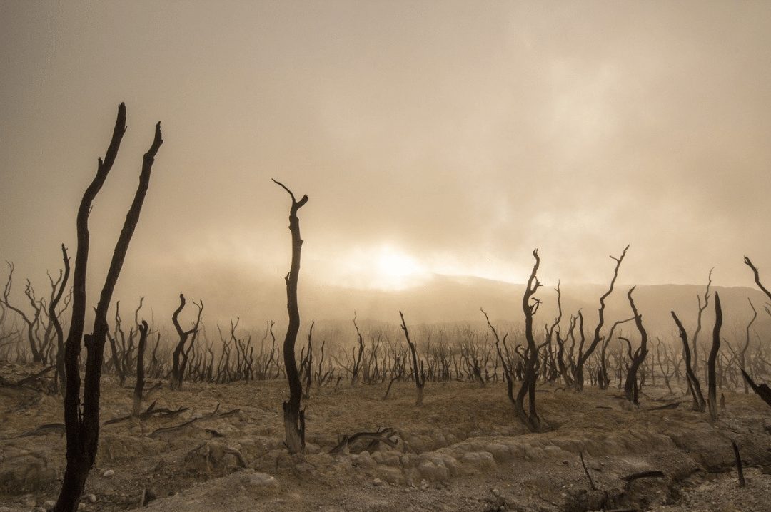 dead trees dry deserted dead wood