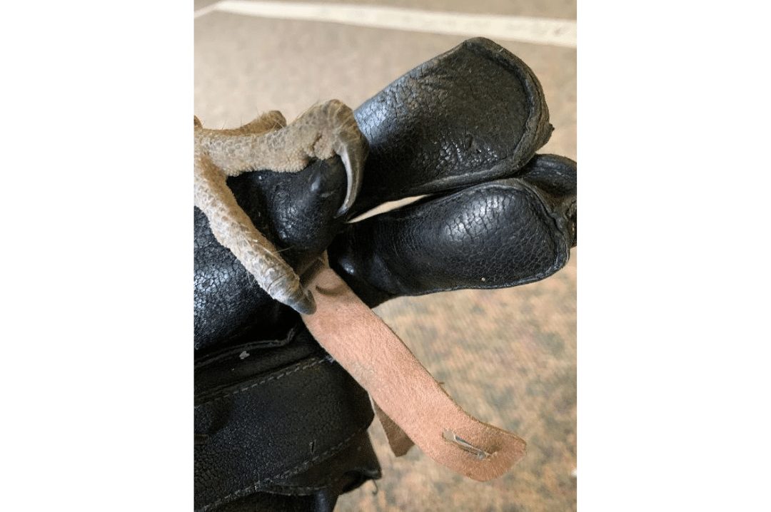 educator holding falconry gear jesses