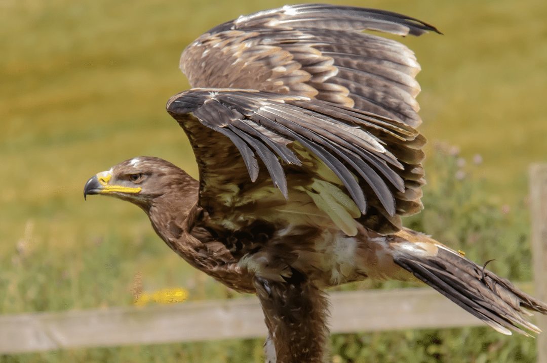 falcon sitting on post